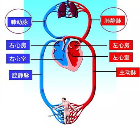 事业单位考试常识类知识点 血液循环系统