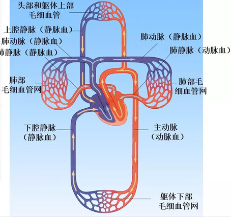 事业单位考试常识类知识点 血液循环系统